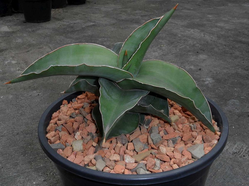 Sansevieria