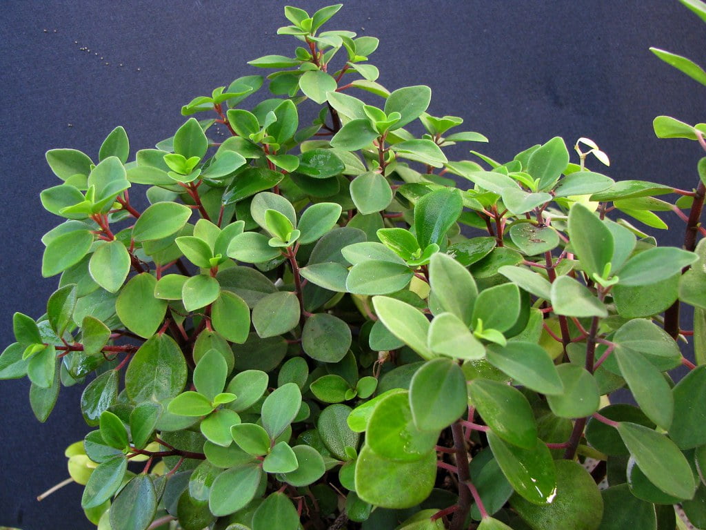 peperomia