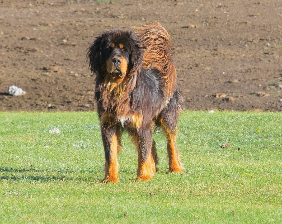 Câinele ciobănesc de pază și apărare Mastiff Tibetan - cel mai scump câine din lume