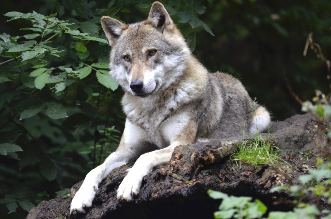 Câini ciobănești sau de cireadă Saarloos Wolfdog, rase ce se aseamănă cu un lup sălbatic