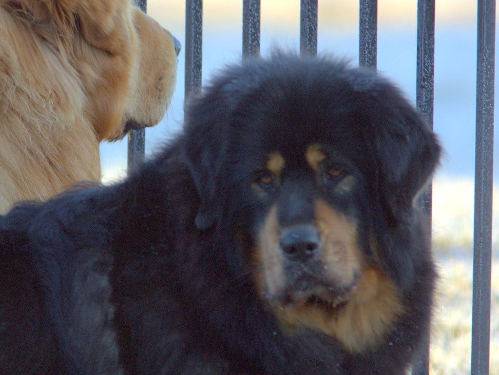 Mastiff Tibetan