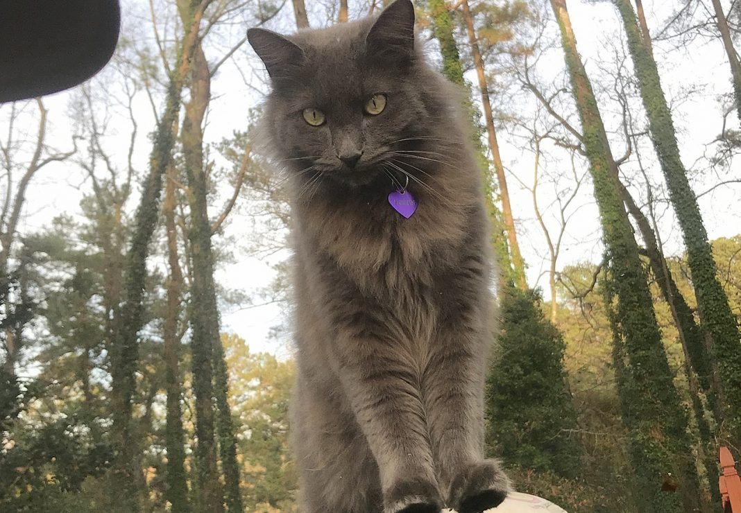 Nebelung, o rasă de pisici cu părul lung originară din Rusia ce are un caracter blând