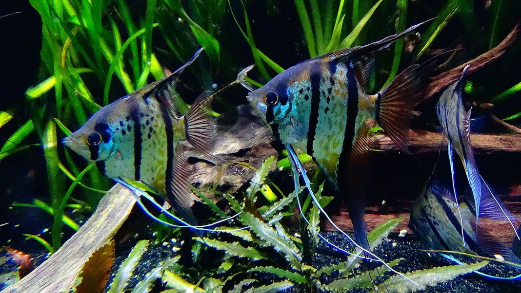 Peștii de acvariu Pterophyllum scalare, unul dintre cei mai apreciați de acvariști datorită frumuseții lor