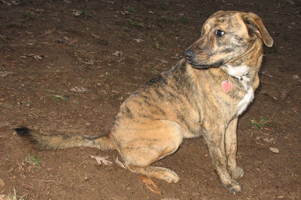 Plott Hound