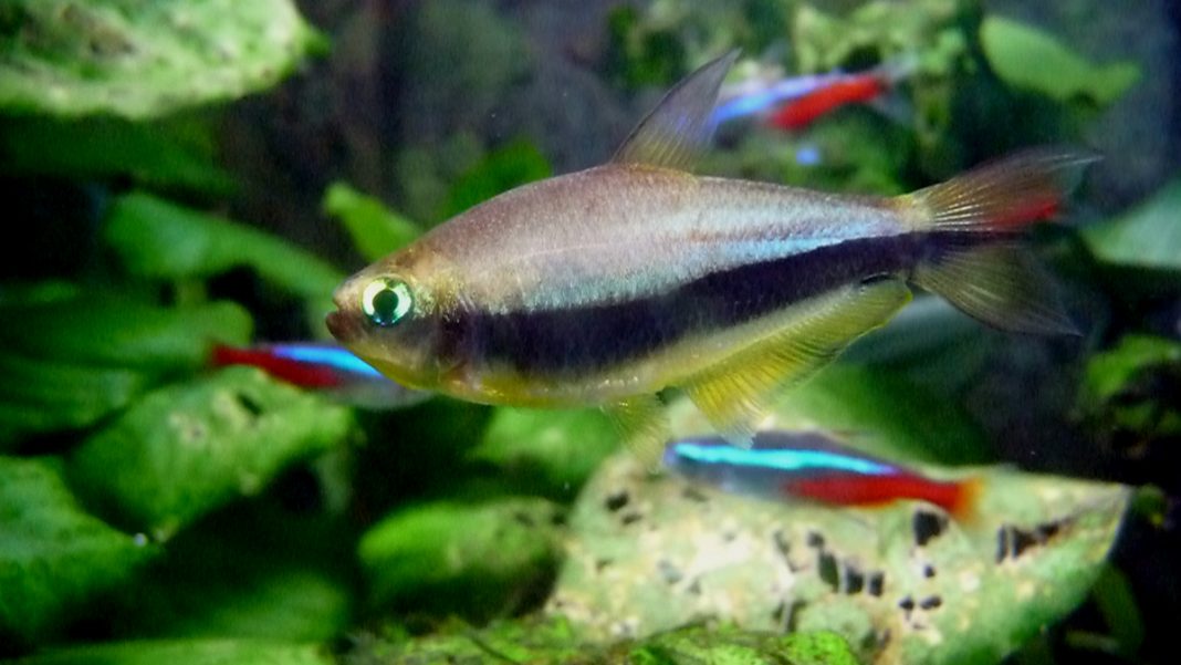 Nematobrycon Palmeri din familia Characidae, o specie de pești recomandați acvariștilor începători