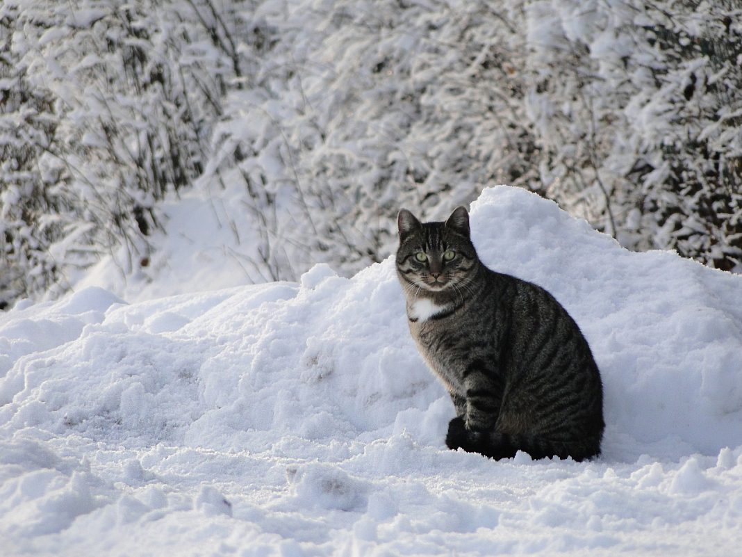 Boala aglutininelor la rece la câini și pisici - Anticorpi care atacă celulele sanguine la temperaturi scăzute