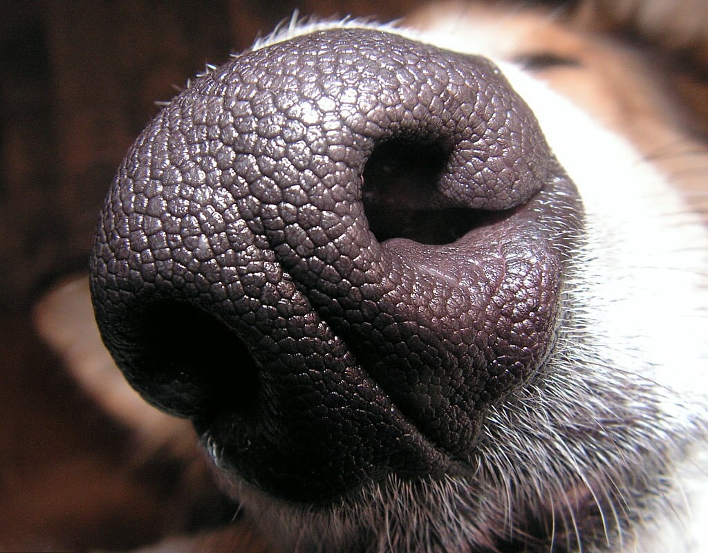Ce se întâmplă dacă un câine are nasul cald și uscat Este acesta un semn de boală