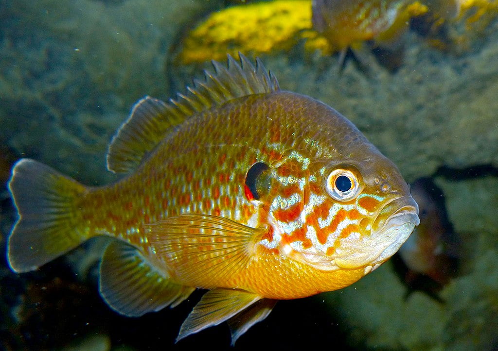 Lepomis gibbosus