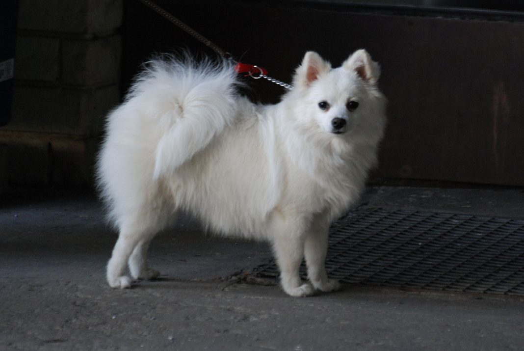 Rase de câini de pază Volpino Italiano, un animal de companie deosebit