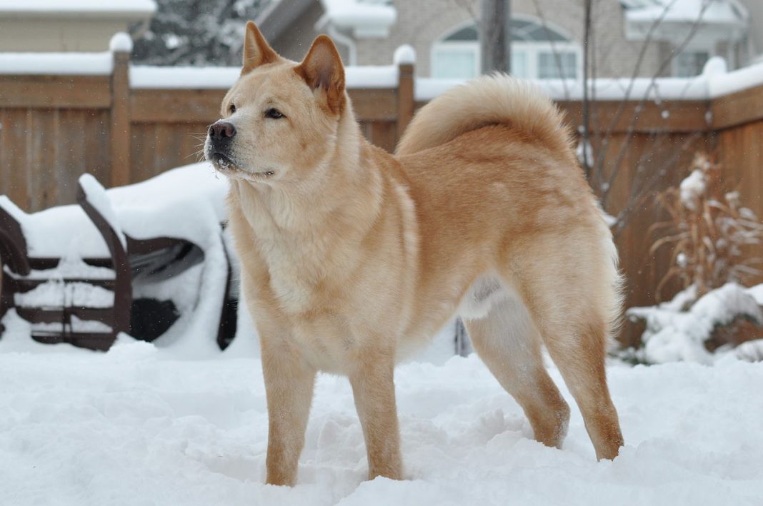 Rase de câini nordice - Buhund norvegian folosit pentru paza turmelor de oi