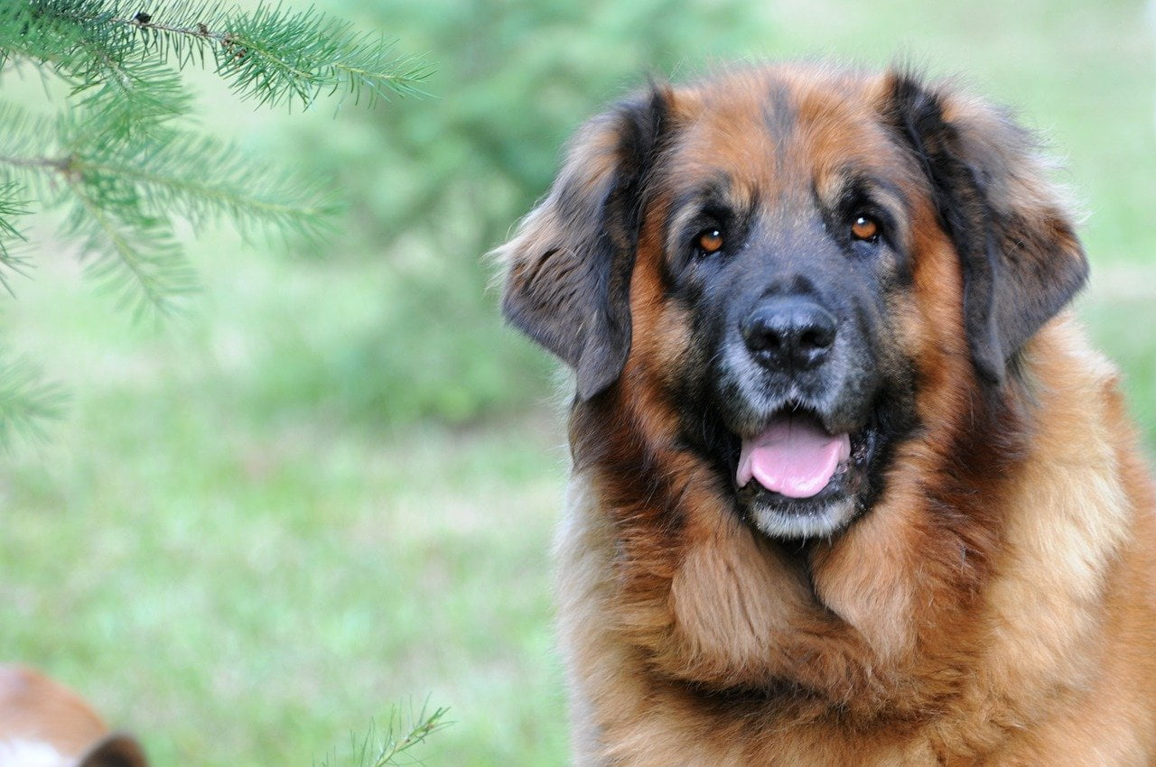 Leonberger