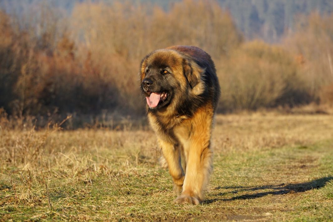 Rasa Leonberger din Germania, un adevărat leu între câini, un animal de companie inteligent, ușor de dresat și credincios