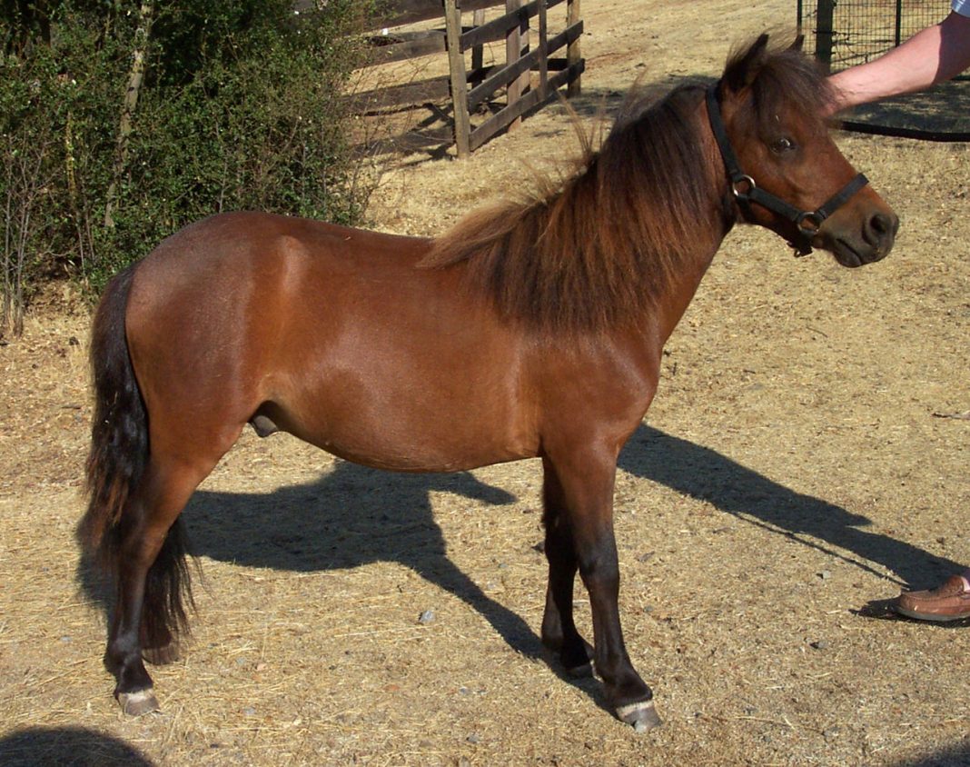 Rase de cai Falabella, cai de statură mică din Argentina apreciați ca și animale de companie