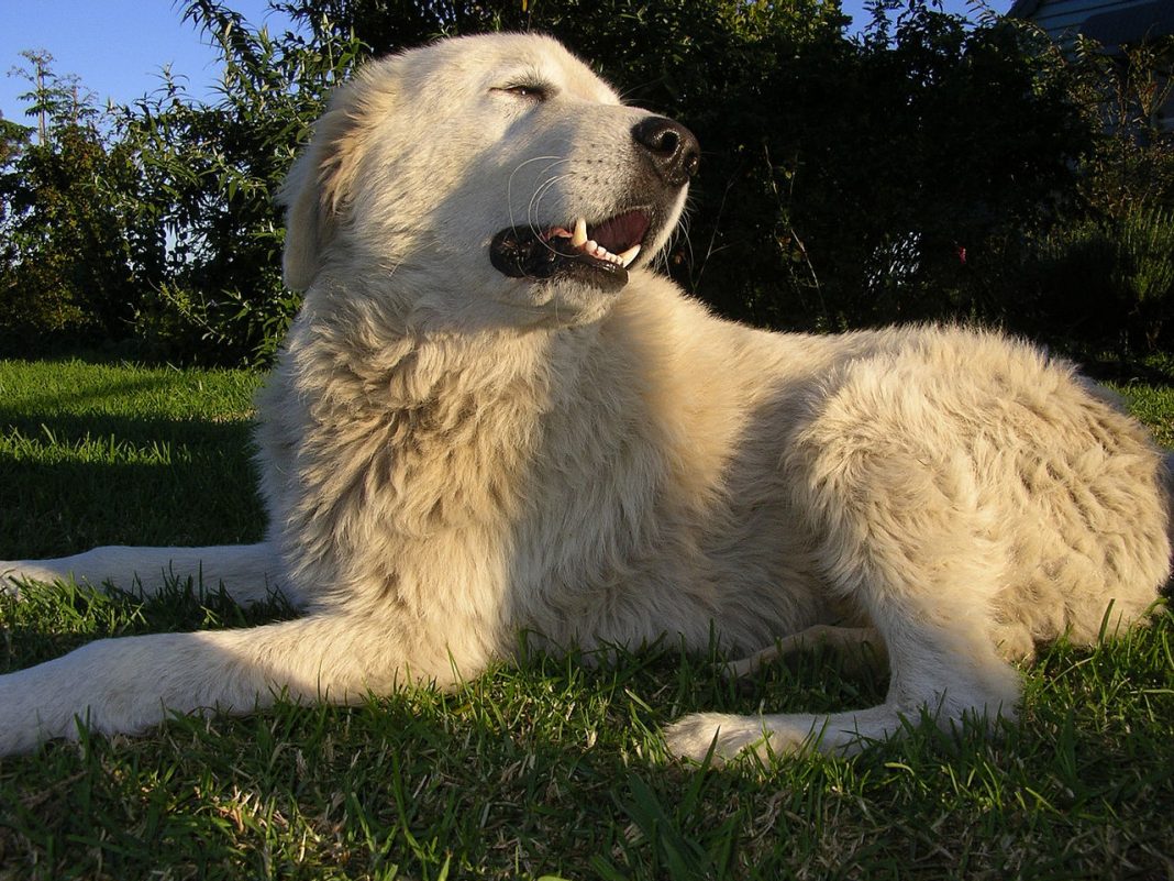 Rase de câini pentru paza cirezilor de vite - Ciobănesc de Maremma originar din Italia