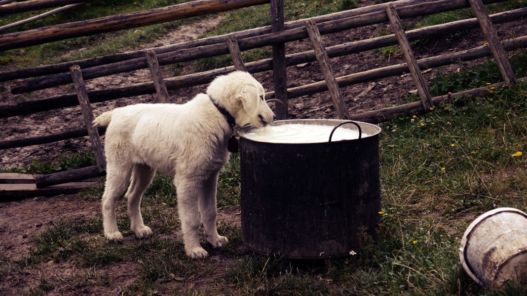 Stiați că laptele și produsele lactate sunt bune pentru sănătatea câinelui