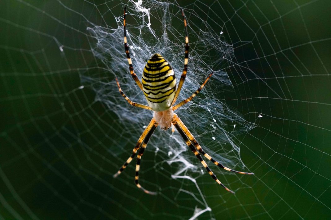 Fobia de insecte și păianjeni la copii ce poți face să treceți peste această fobie