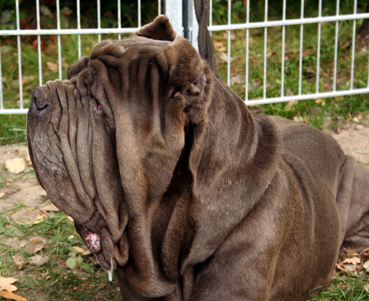 Mastino Napoletano