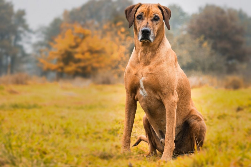 Rase de câini de pază și vânătoare - de ce sunt recomandați câinii Ridgeback Thailandez