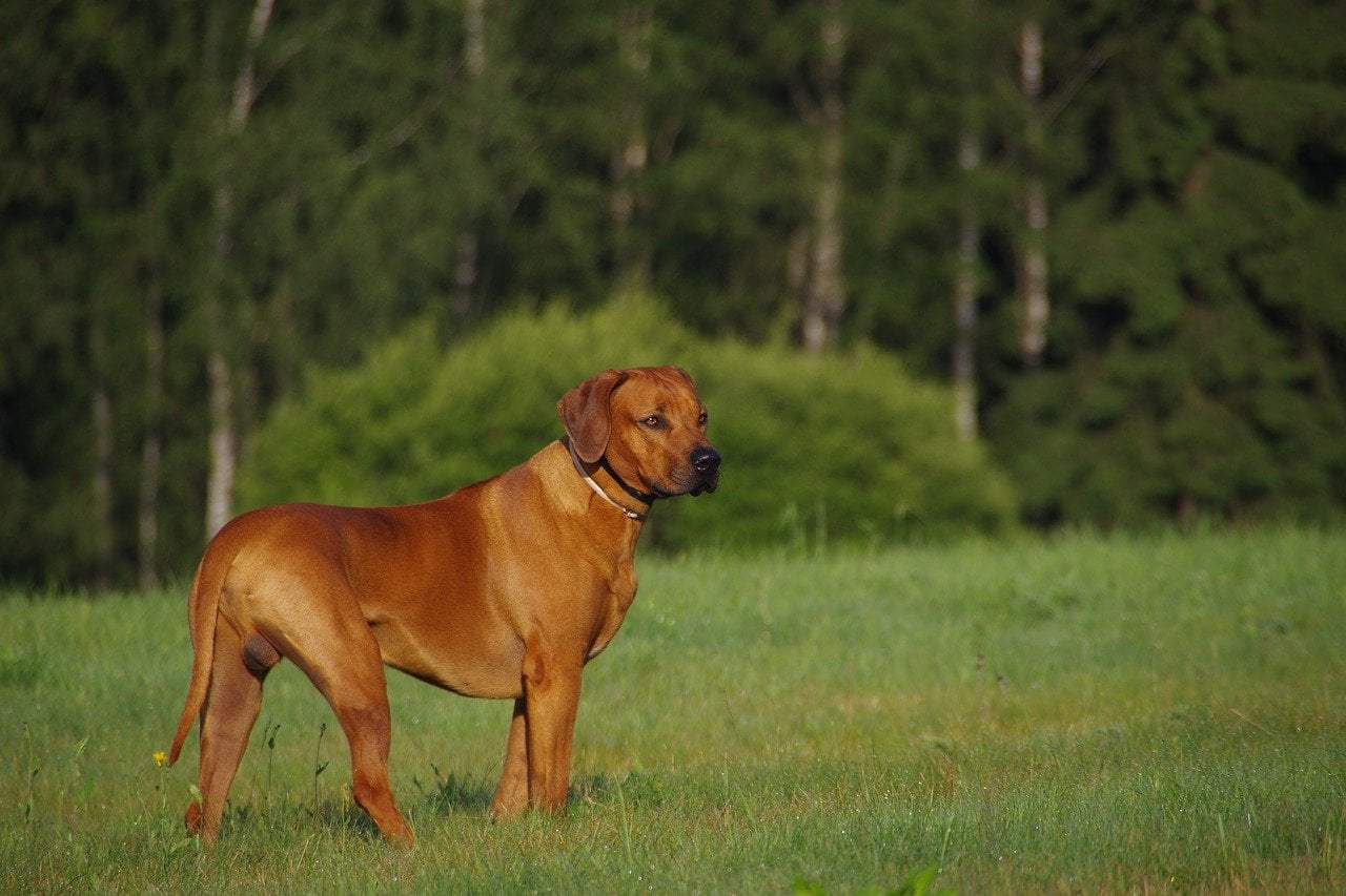 Ridgeback Thailandez