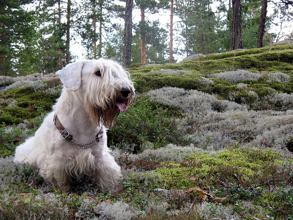 Sealyham Terrier 