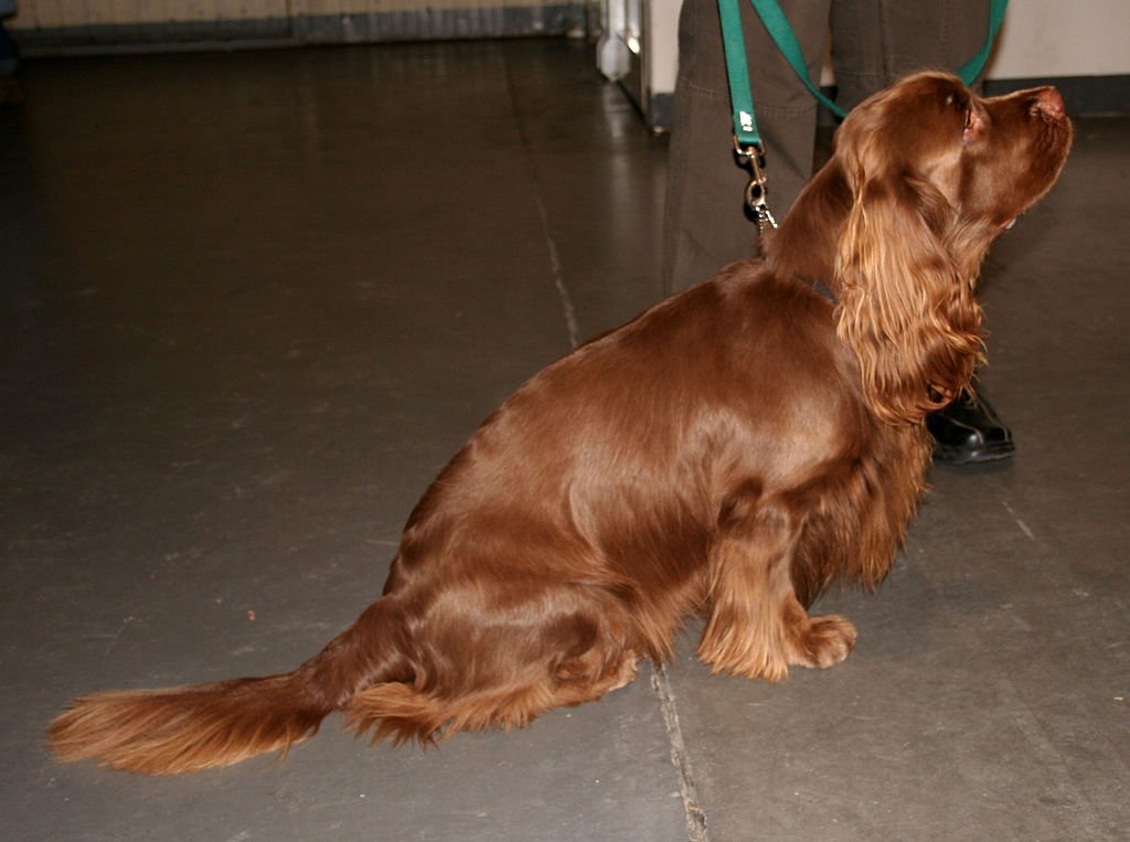 Sussex Spaniel