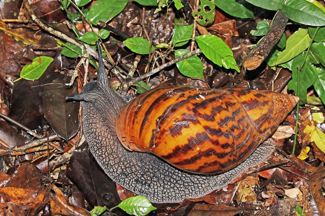 Achatina achatina, cel mai mare melc de pământ din lume