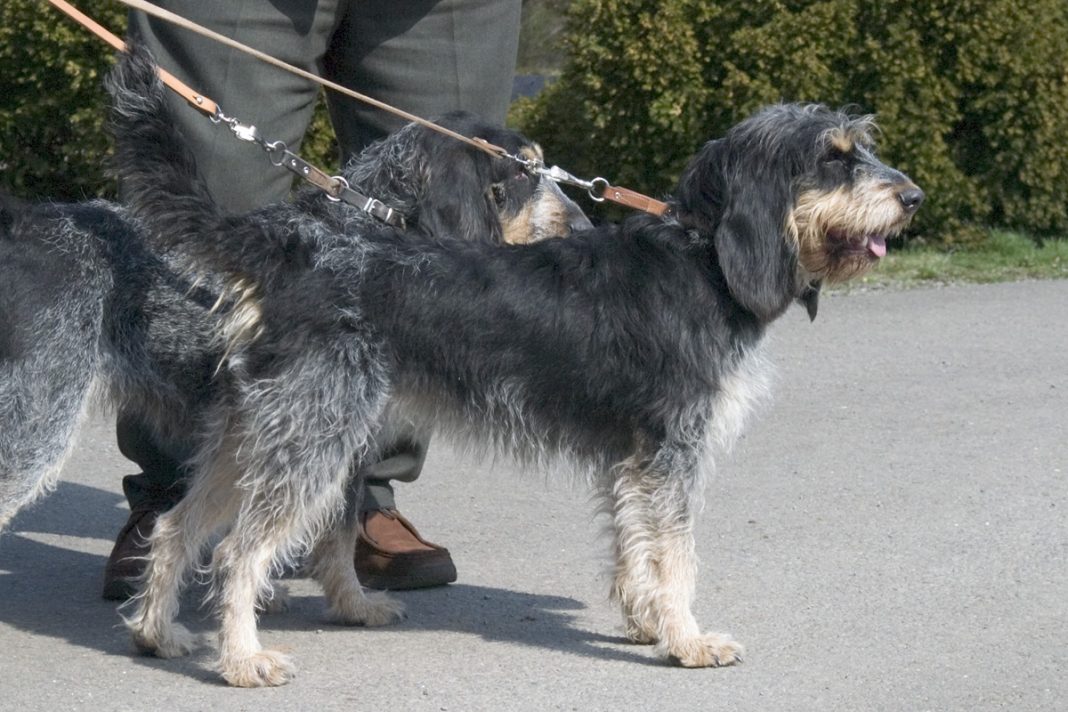 Rasa de câini de vânătoare Griffon Nivernais, un animal de companie de origine din Franța