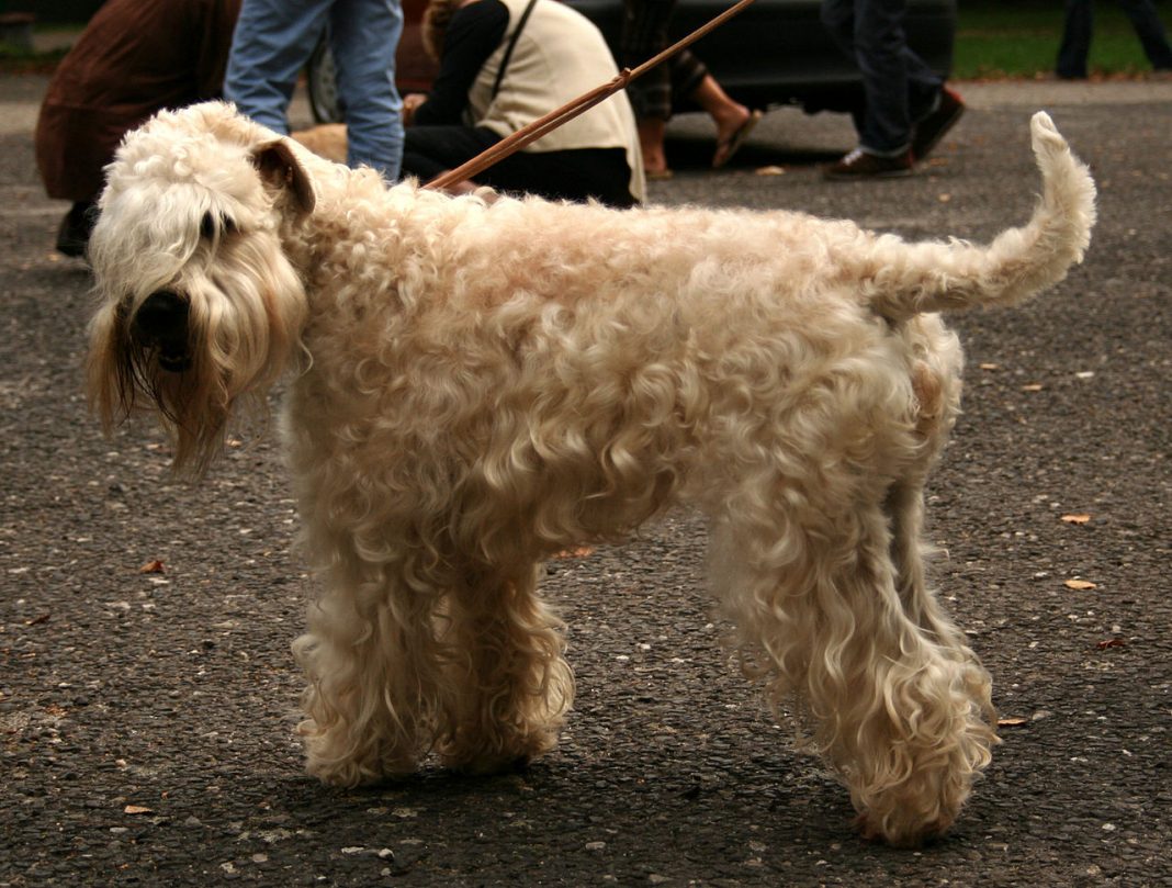 Wheaten Terrier cu blană moale, o rasă de câini potrivită pentru o familie