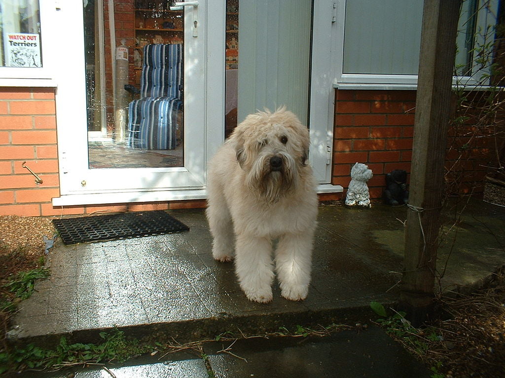 Wheaten Terrier