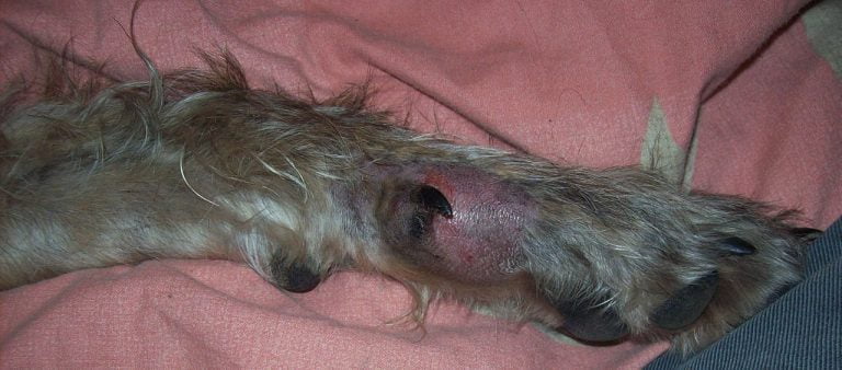 Cât de periculoase pot fi abcesele, iritațiile și infecțiile bacteriene la câini și pisici