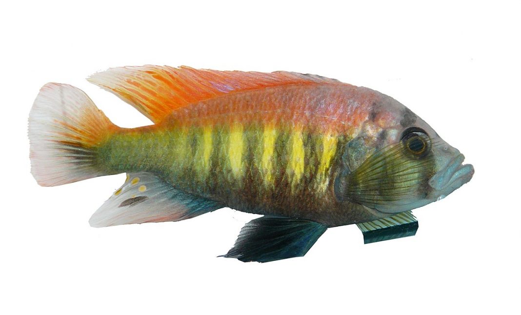 Pești de acvariu Haplochromis multicolor - o specie apreciată încă din vremurile de demult