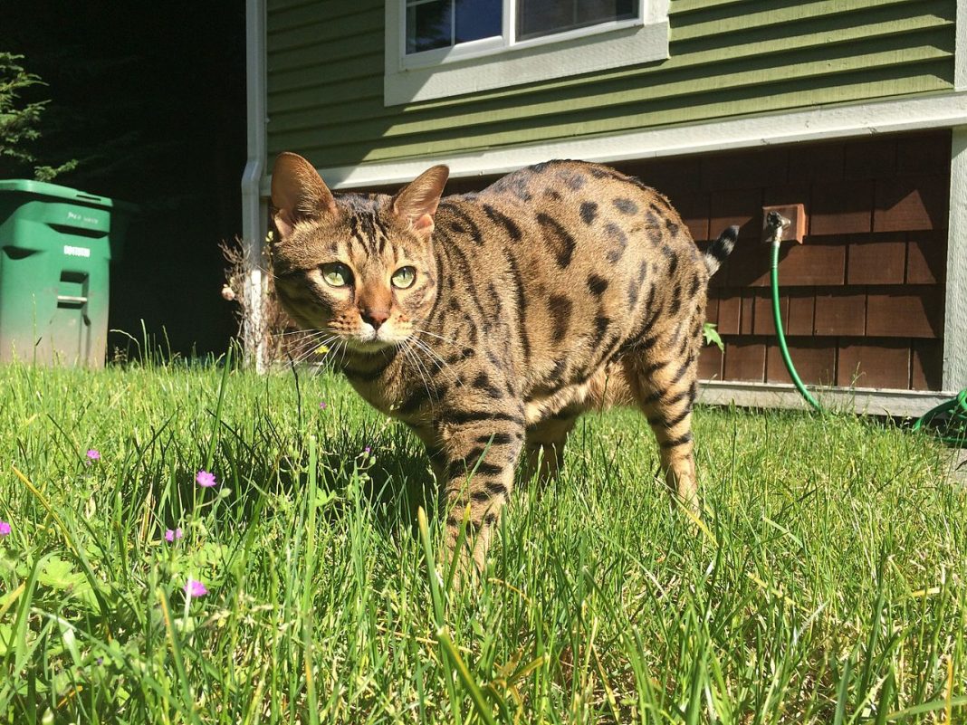 Rasa de pisici Cheetoh, o specie ce se aseamănă cu pisica leopard