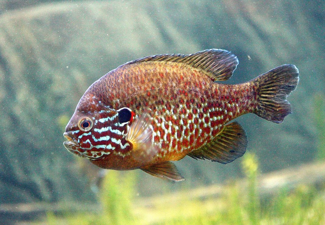 Soretele sau bibanul-soare (Lepomis gibbosus), un pește de ornament care apare în apele din Europa