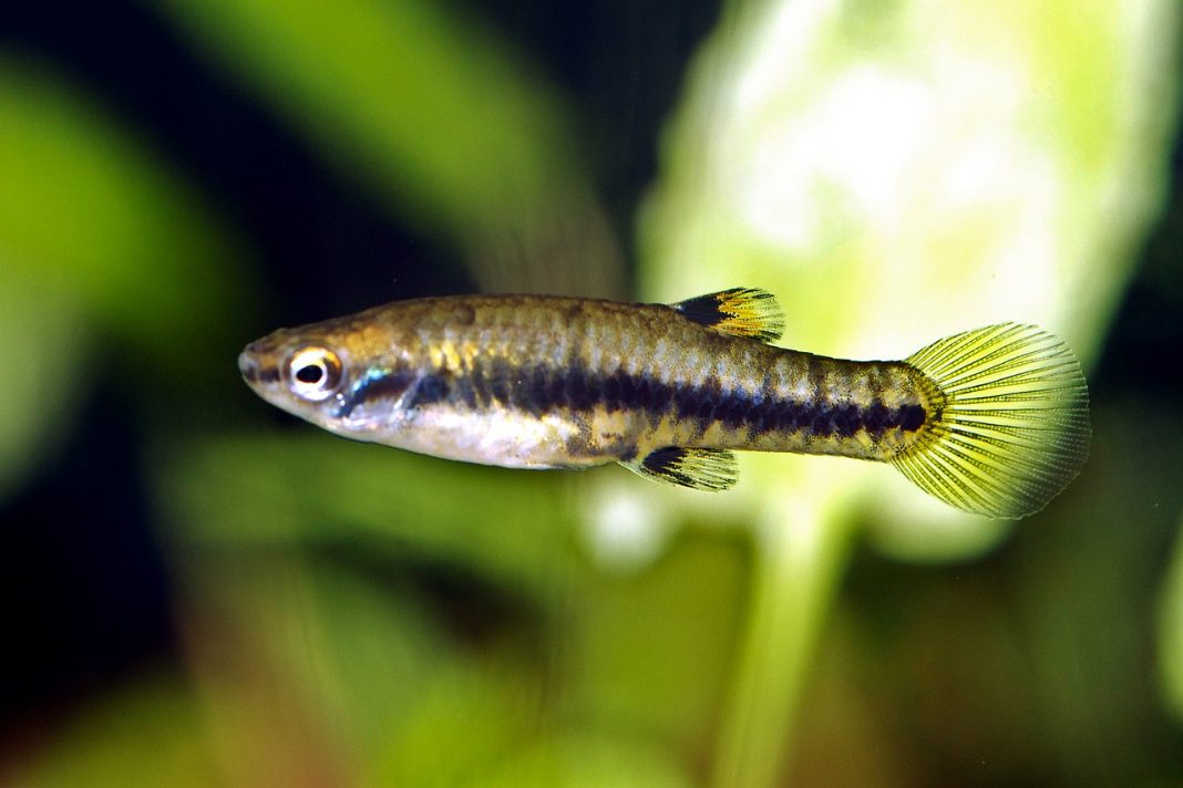 Peștii de acvariu de apă dulce Heterandria formosa - află caracteristicile acestei specii