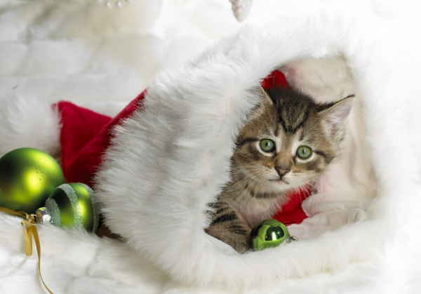 Pisoi în căciuliță de Moș Crăciun, Foto: christmas-kid.com