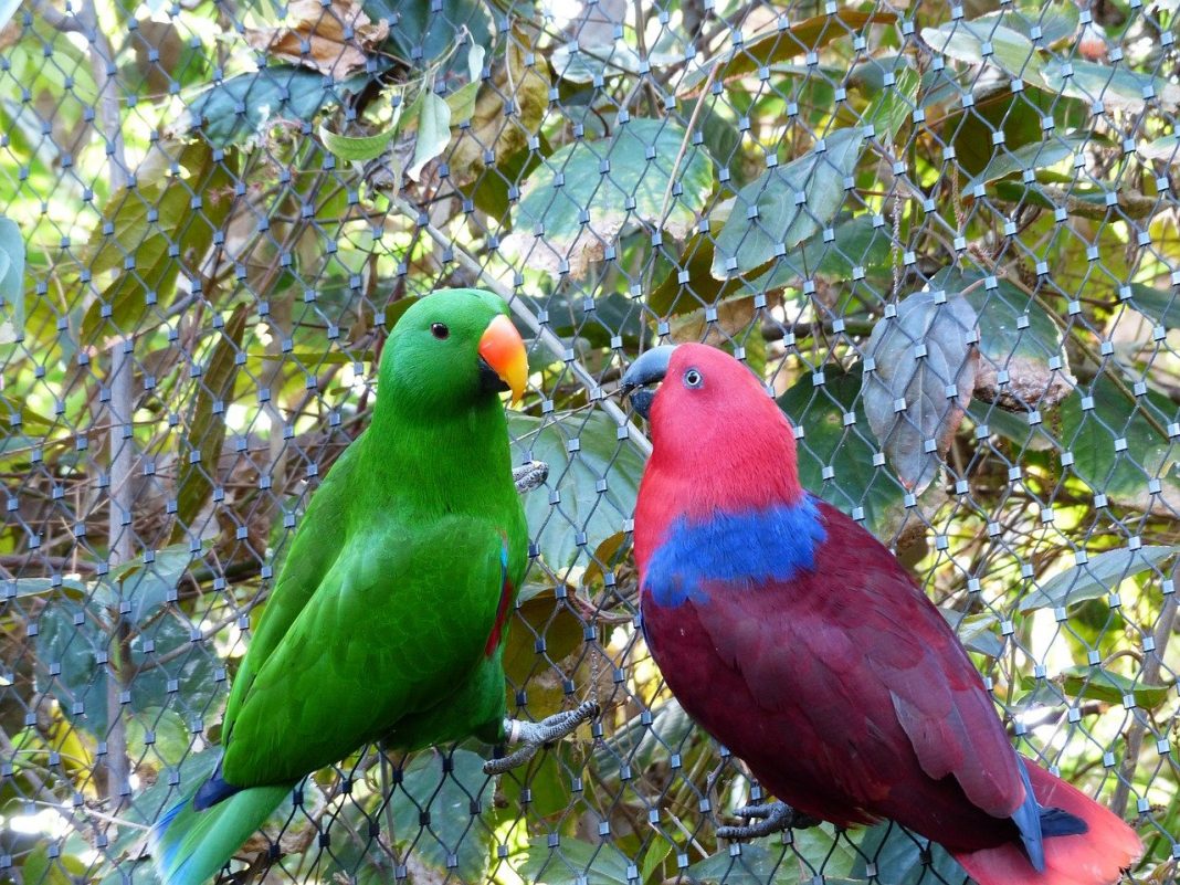 Specii de papagali Eclectus roratus - atât de frumoși prin penajul lor deosebit