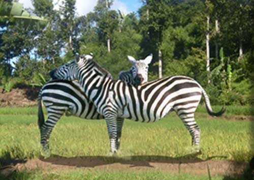 zebre