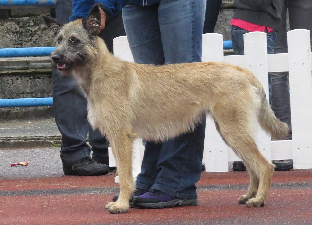 Bouvier de Ardennes