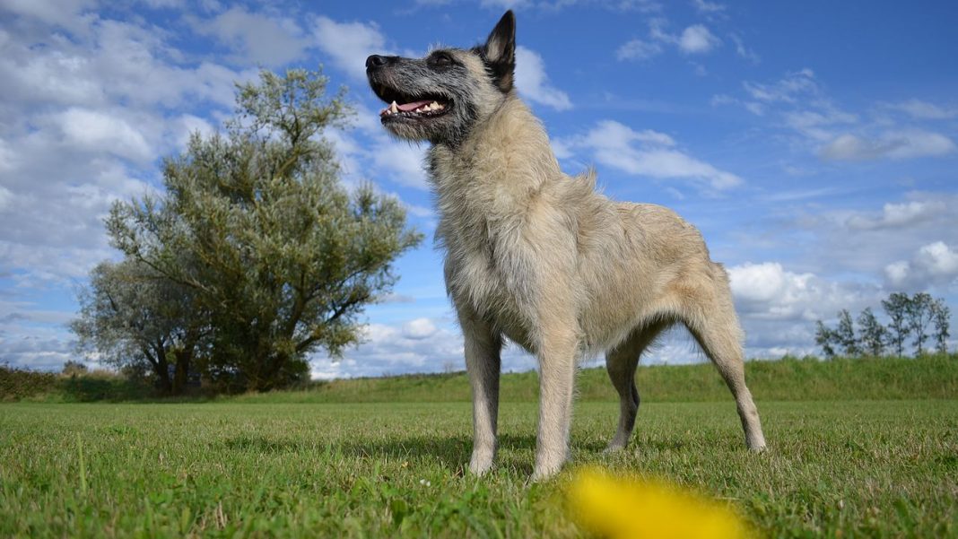 Rase de câini ciobănești - Bouvier de Ardennes