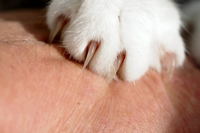 Gheara pisicii: Beneficii și utilizări ale plantei medicinale
