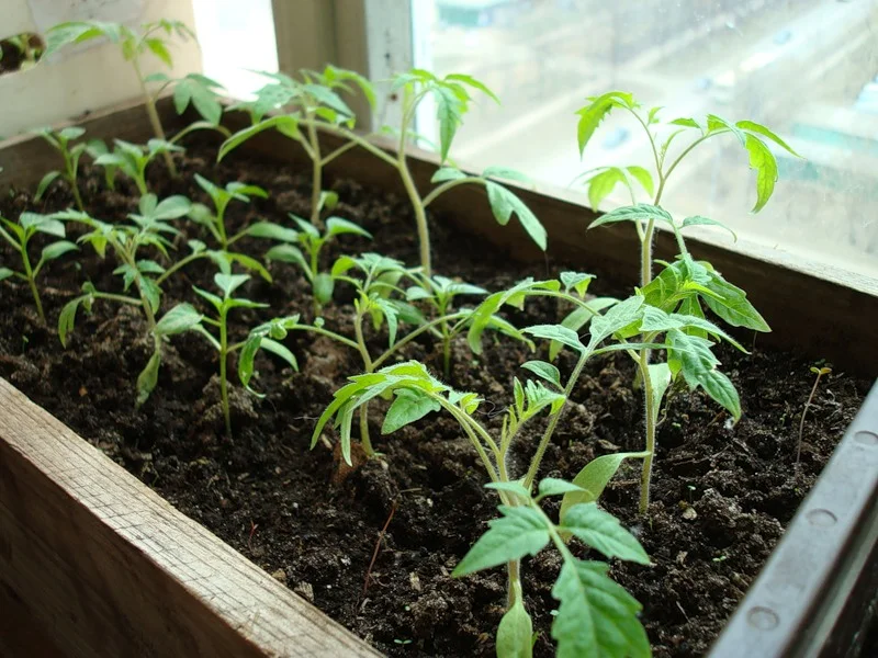 4-rasaduri-de-tomate