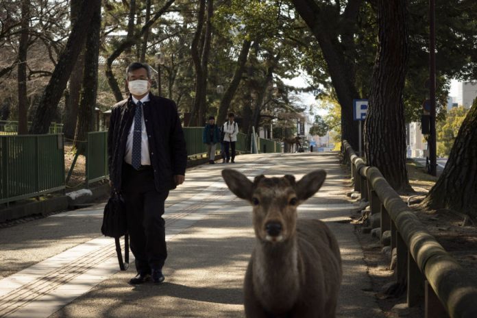 Imagini Cu Animale SÄƒlbatice RÄƒtÄƒcind Pe StrÄƒzile OraÈ™elor Pustii Afectate De Coronavirus Familist Ro