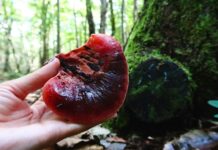 Ciuperca limba-boului (Fistulina hepatica) – Are efecte benefice pentru ficat