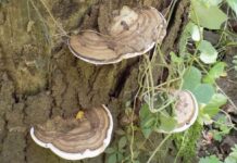 Află puterea vindecătoare a ciupercii Ganoderma applanatum: efecte anticancerigene demonstrate