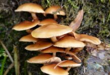 Ciuperca picior de catifea – Un element pitoresc al pădurilor de iarnă care îți crește imunitatea