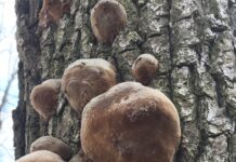 Ciuperca Phellinus robustus crește pe stejar și are efect anticancerigen