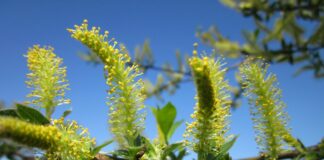 Infuzia din salcie: hormon natural de înrădăcinare și scut împotriva bolilor plantelor